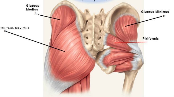 Musculus gluteus maximus - DocCheck